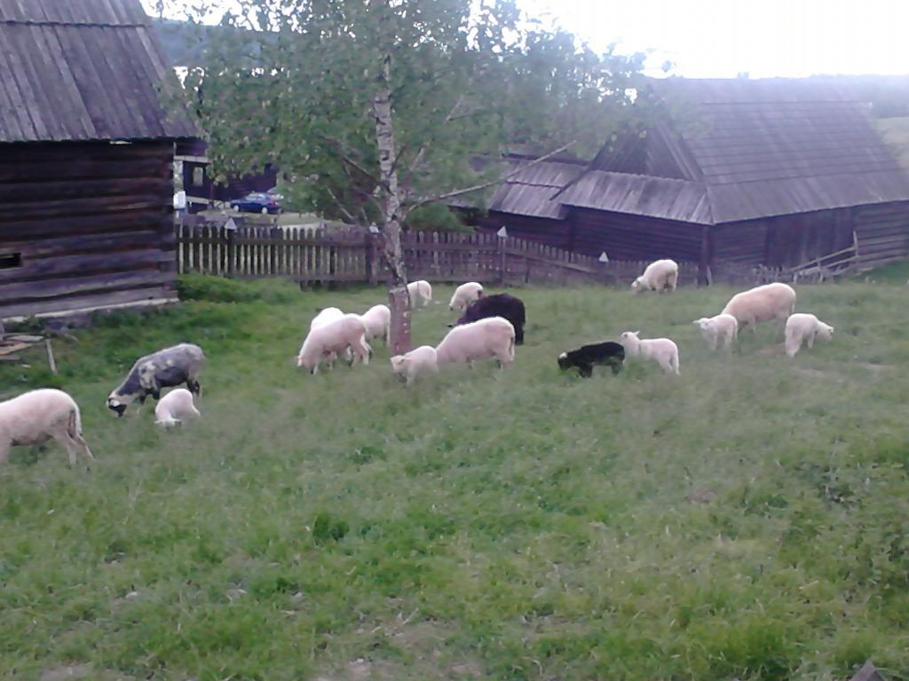 Chatki Qdlatki Kluszkowce Esterno foto